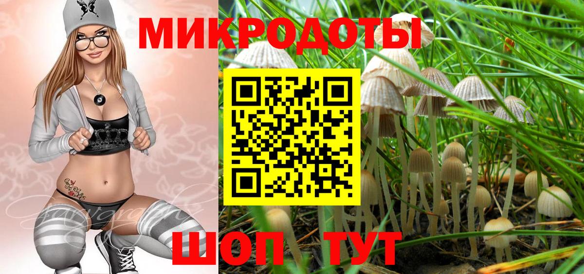 Псилоцибиновые грибы Psilocybe Кингисепп